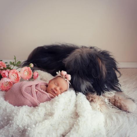 tibetan terrier and baby